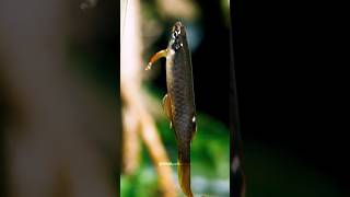 Splash Tetra Fish Gave Eggs Outside Of the Water😱‼️wildfishshortsviral bettafishfood [upl. by Llerrehs]