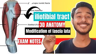 Iliotibial Tract Anatomy In Hindi  Iliotibial Band Anatomy  Modification of fascia lata anatomy [upl. by Neelya]