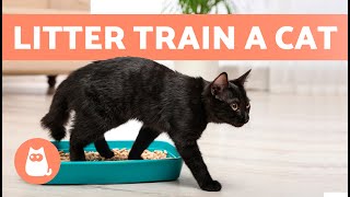 How to TRAIN a CAT to USE the LITTER BOX 🐱✅ Kittens and Adults [upl. by Adriel]