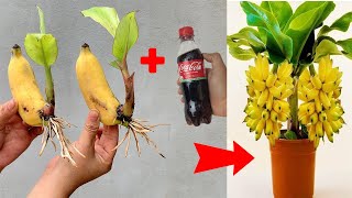 SUPER SPECIAL TECHNIQUE for propagating bananas with cocacola super fast growth [upl. by Anesor]