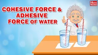 Cohesive force and Adhesive force of water [upl. by Somerset456]