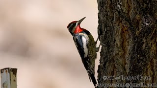 HDObservations  RedNaped Sapsucker 4K UHD [upl. by Shaylyn61]