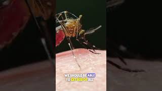 What If We Killed All Mosquitoes facts history mystery funfacts [upl. by Kristofor]