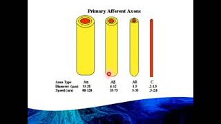 Physiology LECT  introduction of nerve strength duration curve [upl. by Otrebogad]