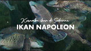 IKAN NAPOLEON PULAU SEDANAU [upl. by Pussej]