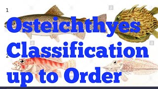 Osteichthyes  Bony fishes Classification up to order for BSc MSc ZoologyNEET and other higher [upl. by Lanos165]