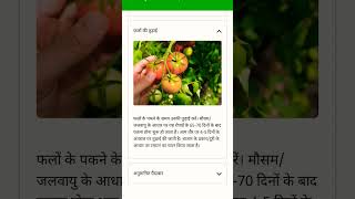 Syngenta Tomato seeds Saaho 3251 tomato agriculture farming fruit tomatofarming [upl. by Darken]