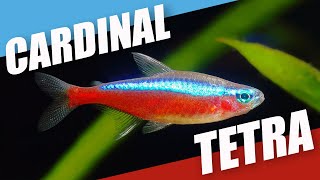 Species Spotlight  Cardinal Tetra [upl. by Annoiek]