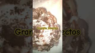 Isópodos burritos de tierra cochinia o bicho bola 😊😊😊🥳🥳 music spedup [upl. by Gearard219]