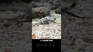 Epic Escape Snakes Attack Thwarted reptiles battle [upl. by Esille242]