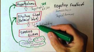 Endocrine system 4 Homeostasis acheived by negative feedback [upl. by Piggy]