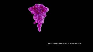 COVID Spike Protein Prefusion and Postfusion structures [upl. by Gnoud380]