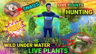 OUTDOOR LAKE UNDER WATER LIVE PLANTS HUNTING 🌱 FREE WILD LIVE PLANTS HUNTING LIVE PLANTS HUNTING🤯💫 [upl. by Fulvi]