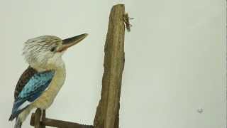 Bird Taxidermy Kookaburra [upl. by Sherry630]