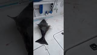 Pacific Halibut fishing west coast of Vancouver Island [upl. by Vories]