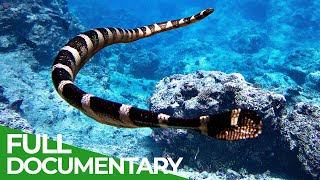 Sea of Snakes  In the Realm of the Deadly Niue Sea Krait  Free Documentary Nature [upl. by Ring]