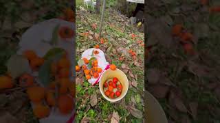 Persimmon harvest 2024 11 10 [upl. by Anilrahc]