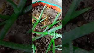 Aloevera plant growth hack aloeveraplant plantgrowth trending shorts [upl. by Pentheas186]