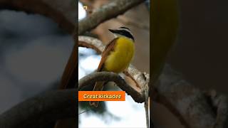 Great kiskadee bird sound 🧡 [upl. by Animahs]