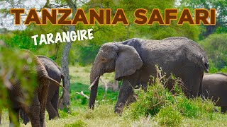 SAFARI in TANZANIA Better than SERENGETI Tarangire is ELEPHANT Paradise [upl. by Sterrett375]