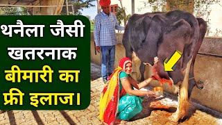 थनैला रोग का 100 घरेलू देसी उपचार  Mastitis Treatment in Cows Buffalo in Hindi [upl. by Aniuqaoj771]