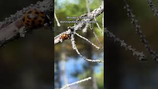 Visite à la Tourbière de la Grande Plée Bleue 🐞 [upl. by Dreddy]