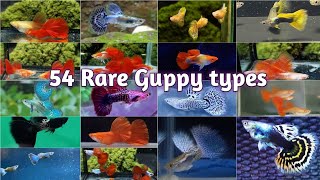 All varieties of guppy fish  New strains of guppy  54 Rare types of Guppy [upl. by Barren372]