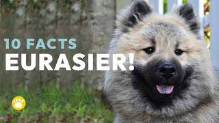 Top 10 Fascinating Facts about the Eurasier Dog Breed [upl. by Giordano346]