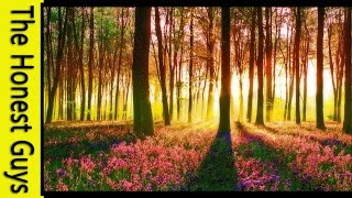 LOTR GUIDED MEDITATION  THE GREEN ELVEN WOOD [upl. by Tteltrab]