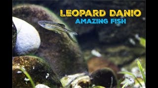 Leopard Danio Amazing Fish [upl. by Toddie]