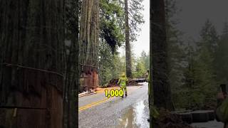 Why This 1000YearOld Tree Had to Be Cut Down [upl. by Olson142]