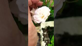 White Rose gardenplants roseflower tamilhitsongs oldisgoldsongs likesharesubscribe [upl. by Eibmab648]