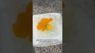 FARM FRESH VS STORE BOUGHT EGGS 🧐🍳 shorts realfood [upl. by Amikan]