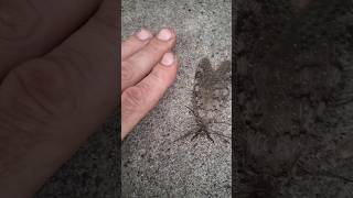 Petting a BIG Angry Dobsonfly with PINCHERS  Helgramite [upl. by Joris260]