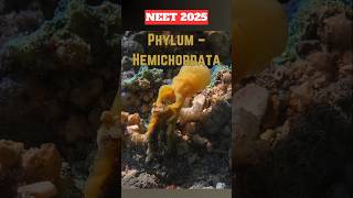 NEET Quick Revision➡️ Phylum HEMICHORDATAneet2025neetprepclass11thncertrevisionshorts [upl. by Niasuh817]