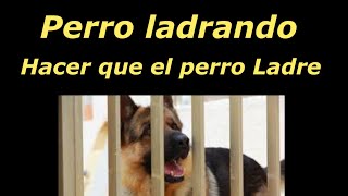 Perros Ladrando  Hacer que el perro Ladre [upl. by Garret176]