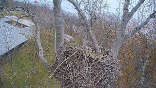 Avon Lake Eagle Cam 2 [upl. by Arvell892]