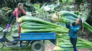 Use 3wheeled Vehicle Harvesting Taro Plants To Cook For Pigs Build Nest For Chickens To Lay Eggs [upl. by Acirej]