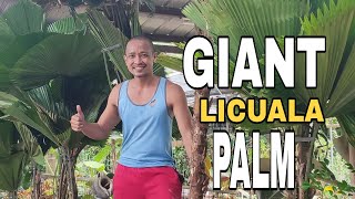 GIANT LICUALA PAANO ITANIM AT ALAGAAN ANG LICUALA licuala plant [upl. by Notsreik529]