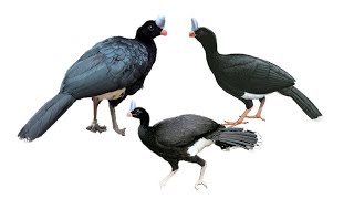 3 Species of Curassow Birds  Genus Pauxi Family Cracidae  Critically Endangered [upl. by Atinor424]