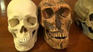 Comparison of Modern Human CroMagnon and Neanderthal  Part 1 [upl. by Hebbe528]