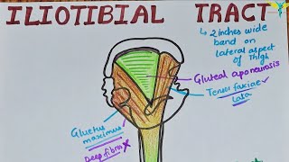 Iliotibial Tract  Iliotibial Band  Clinical Anatomy [upl. by Arat538]