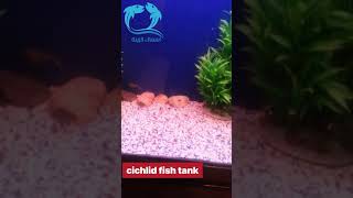 Cichlids fish aquarium [upl. by Aicilak]