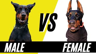 Male Doberman VS Female Doberman  Comparing Doberman Pinschers [upl. by Rysler]