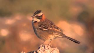 Rufouscollared Sparrow Zonotrichia capensis [upl. by Nossaj]