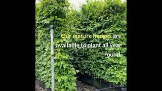 Hornbeam Instant Hedge [upl. by Bronwyn]