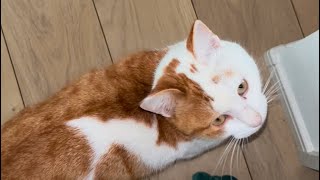 結膜炎が回復してきたら、外活したいのか？ご飯食べたいのか？主を翻弄する猫🐱保護猫保護猫チャイ猫猫好きさんと繋がりたいcat田舎暮らしの猫 里山暮らしの猫 [upl. by Barta204]