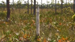 Everglades Mountains and Valleys Pine Rockland [upl. by Goodill]