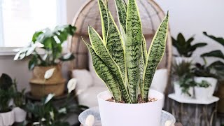 Snake Plant Dracaena Trifasciata Care amp Growing Guide  Plant Mom Care [upl. by Nibot977]