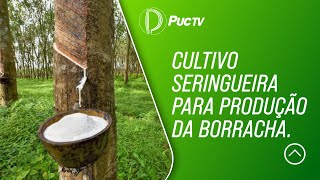 CULTIVO DE SERINGUEIRA PARA A PRODUÇÃO DE BORRACHAS VEJA [upl. by Enrobialc368]